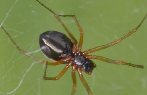 Réf. 241 173 : Linyphia hortensis